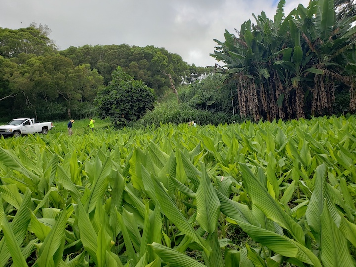 New Turmeric Field